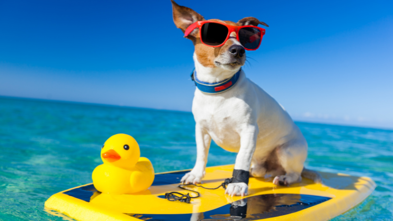 Cuidados com pets no verão 7 dicas para proteger seu amigo peludo